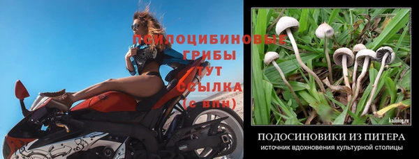 PSILOCYBIN Аркадак